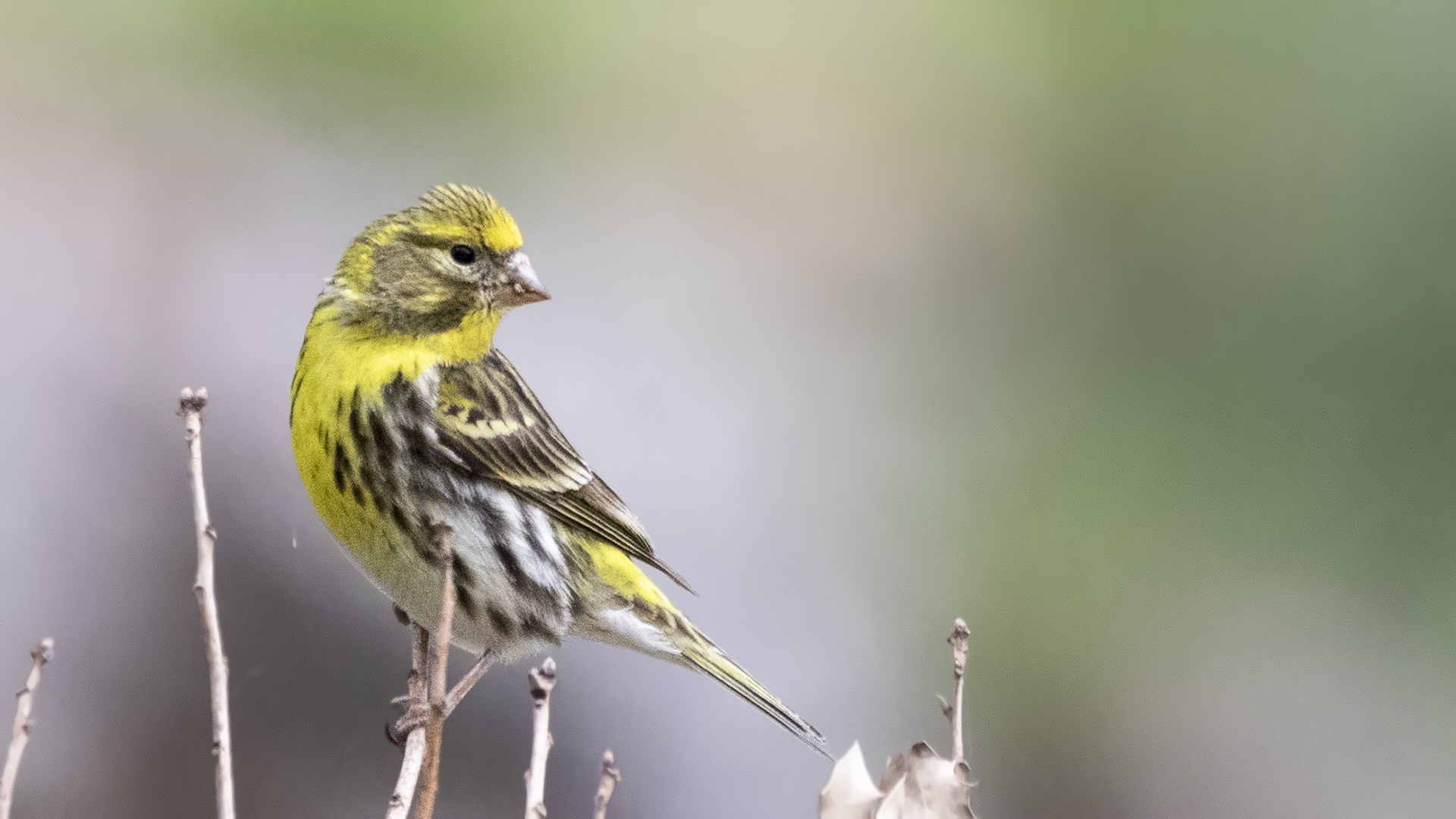 European Serin — Ana fotoğraf